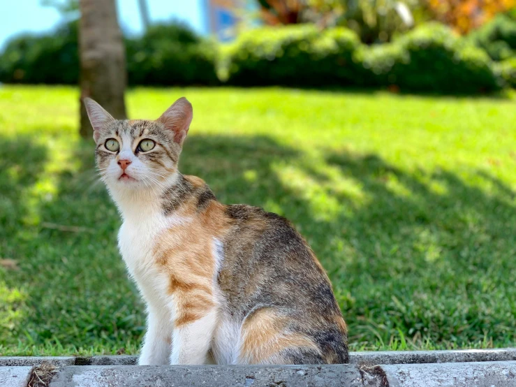 a cat sitting in the grass staring at soing