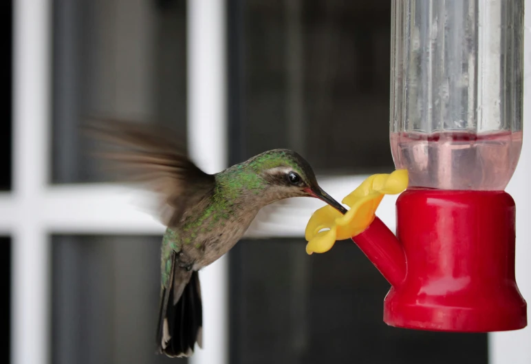 a hummingbird about to fly with it's mouth full of nectar