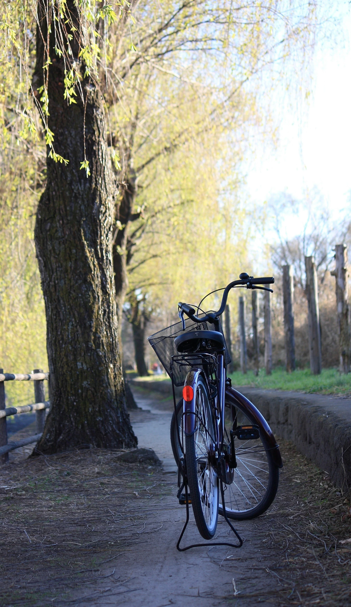 there is a bike parked by the side of a tree