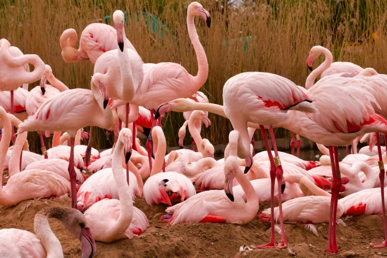 several flamingos and some birds all covered up