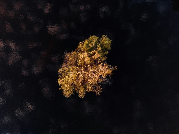 an aerial s of a tree lit up in the dark