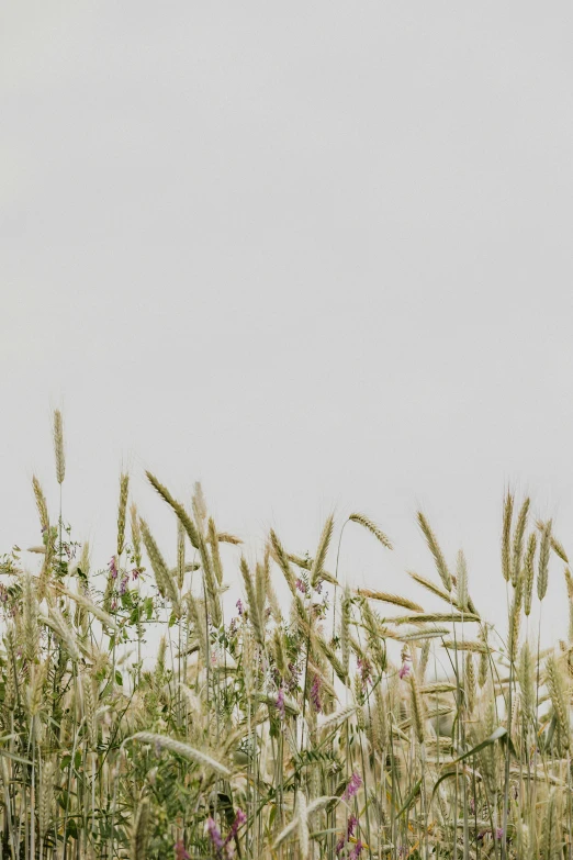 an airplane flying over the top of a tall corn field