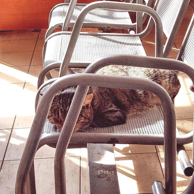 cat laying on a chair in the sunlight