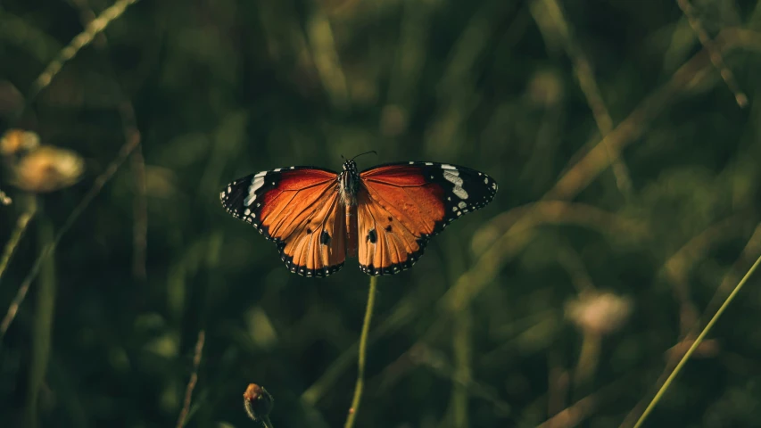 a close up of a erfly with a green background