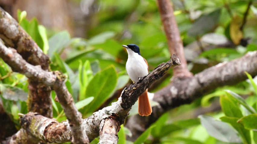 a small bird perched on top of a wooden tree nch