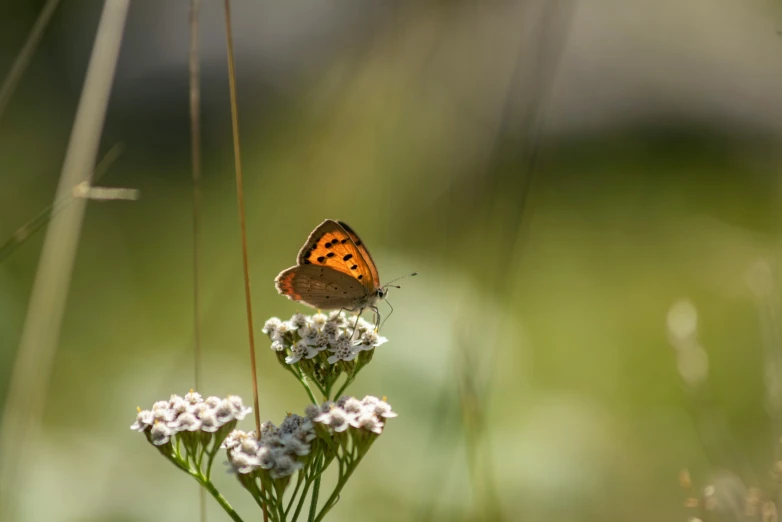 a erfly resting on some flowers near some weeds