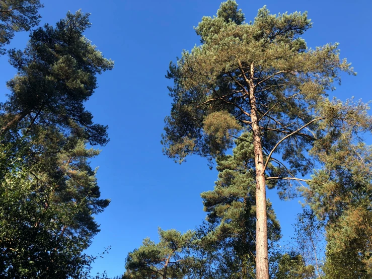 tall trees near a street sign on a sunny day