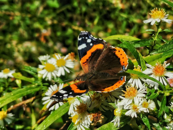 a small orange and black erfly resting on some white flowers