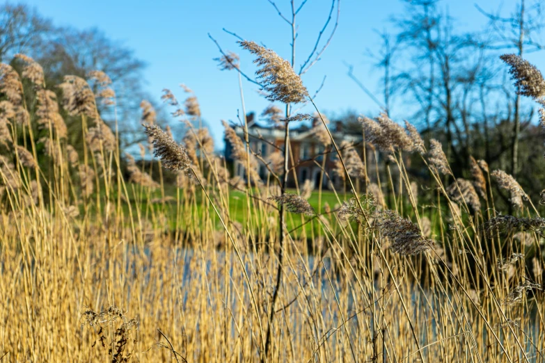 this is a very close up view of a field