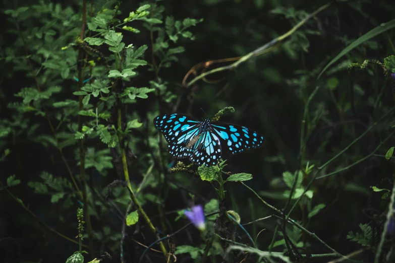 a blue erfly perched on some green leaves