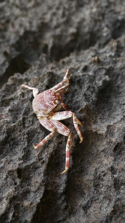 small beetle standing on a rock while another beetle looks on