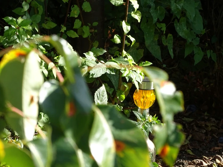 a very pretty yellow fire hydrant by some leaves