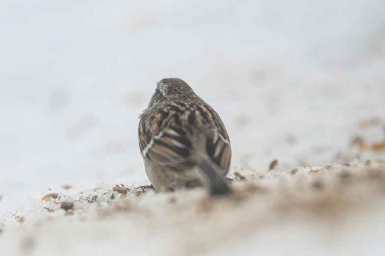 a sparrow in winter, looking up while resting