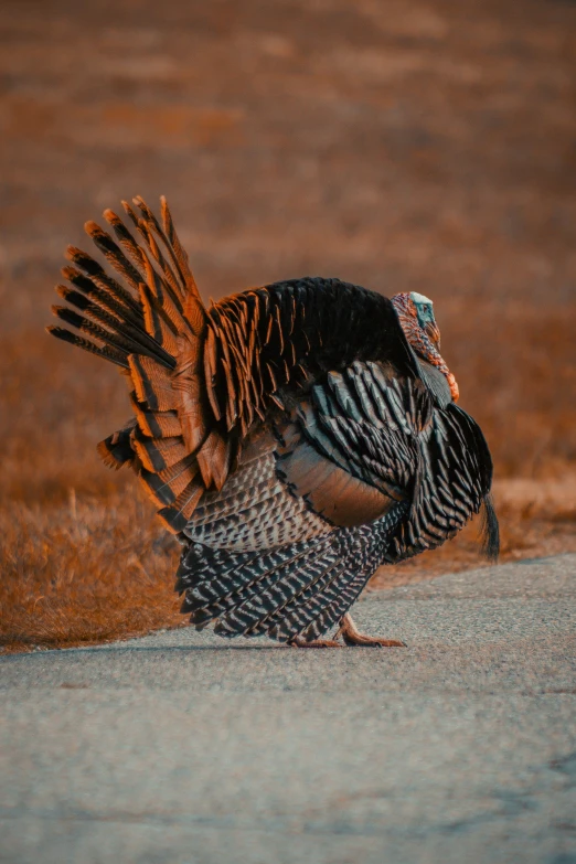 a large bird with an orange and black tail