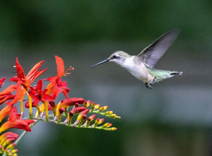 a hummingbird that is flying by some flowers