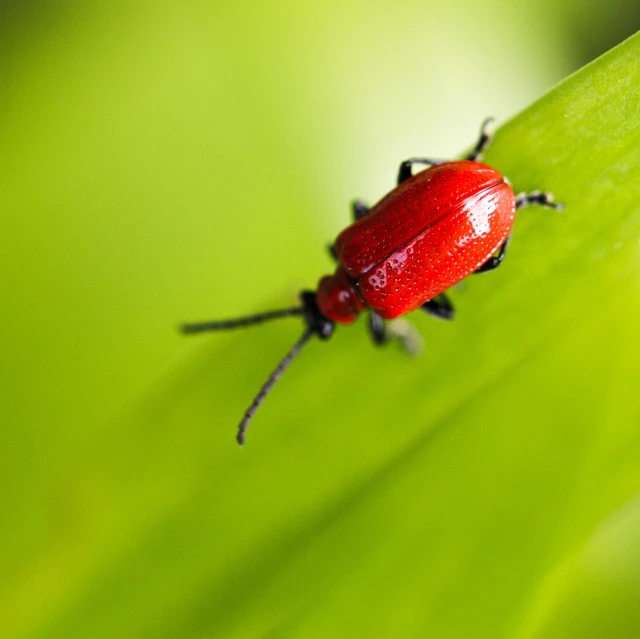 a red bug resting on a green leaf