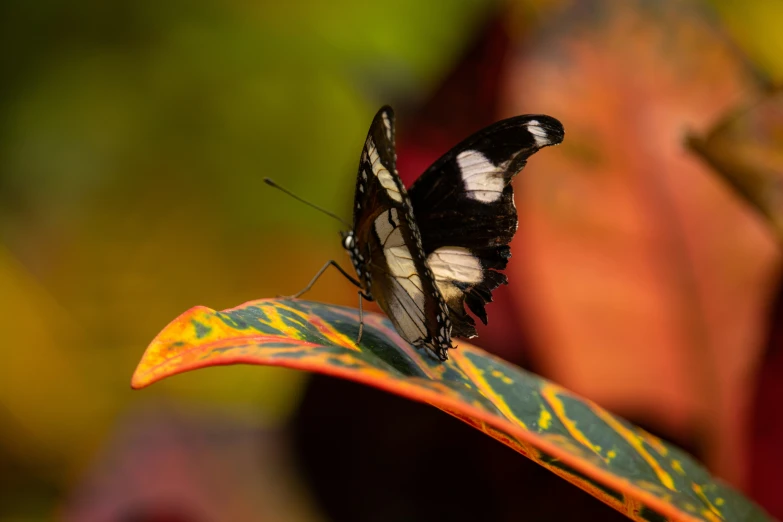 an insect is sitting on a leaf with its wings extended