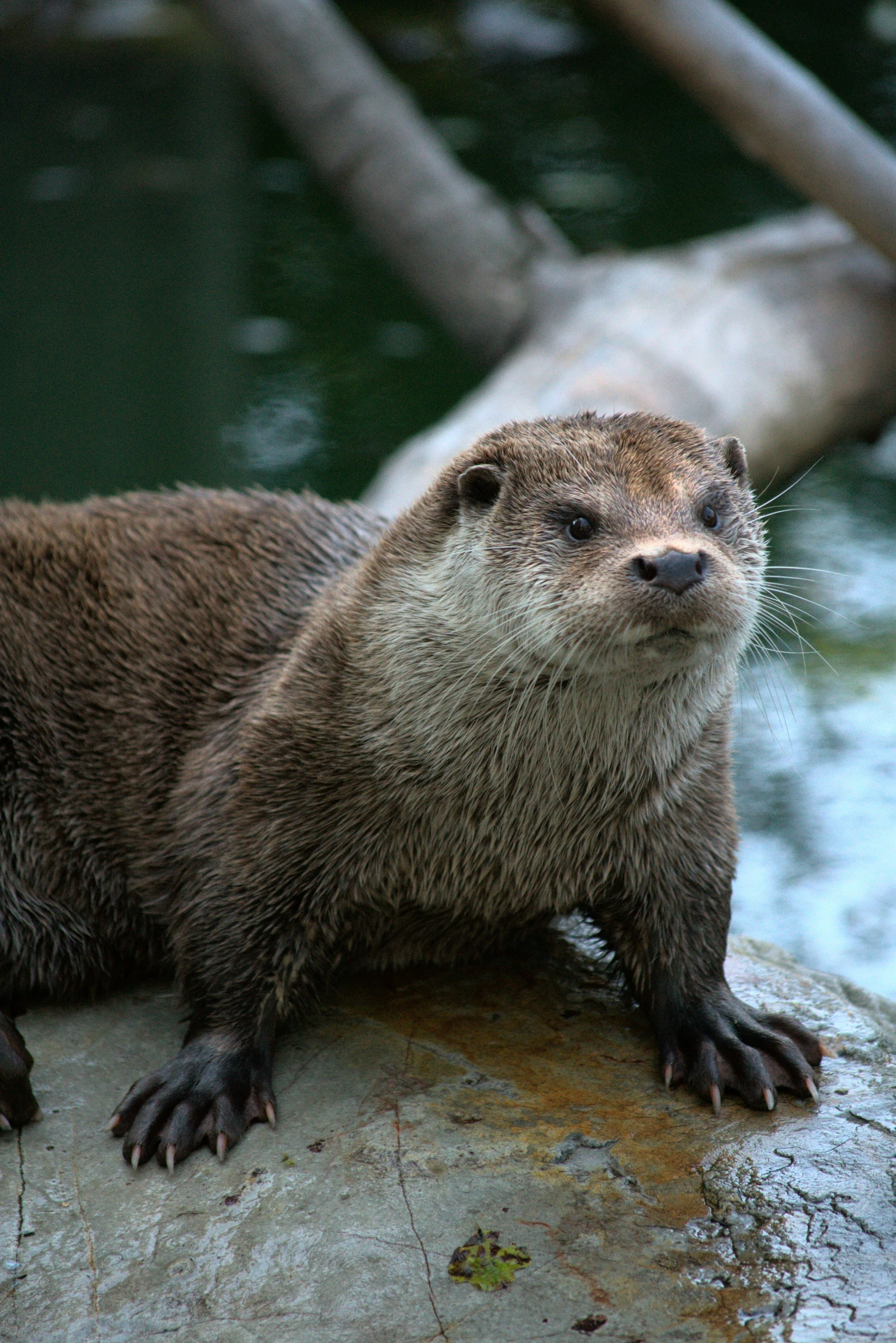 an otter is standing on a rock by water