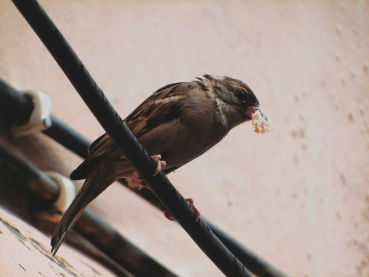 the bird is eating the next thing in the picture