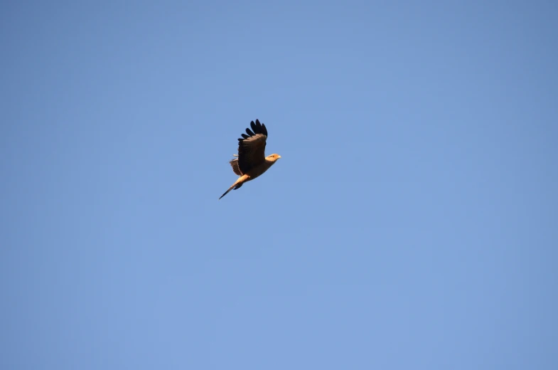 a large bird soaring through the sky