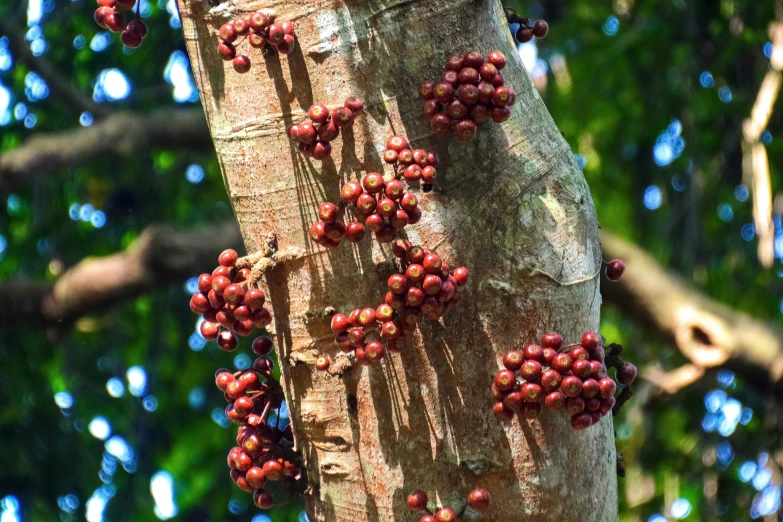 a tree filled with lots of fruit hanging off of a tree