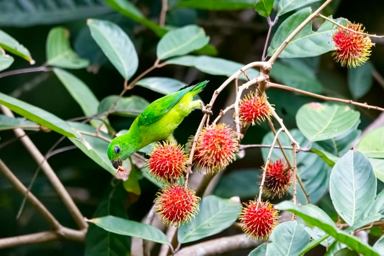 the green bird is sitting in the tree and eating