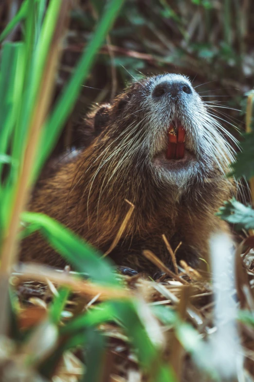 an image of an animal with teeth and snouts