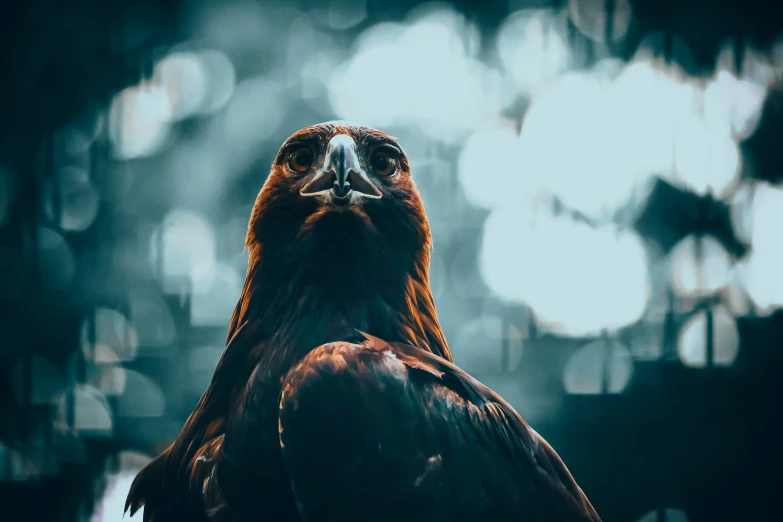 a large bird with an orange and black colored beak