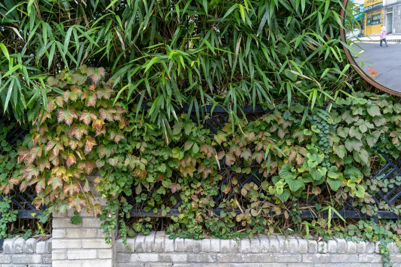 an image of a large wall made of plants