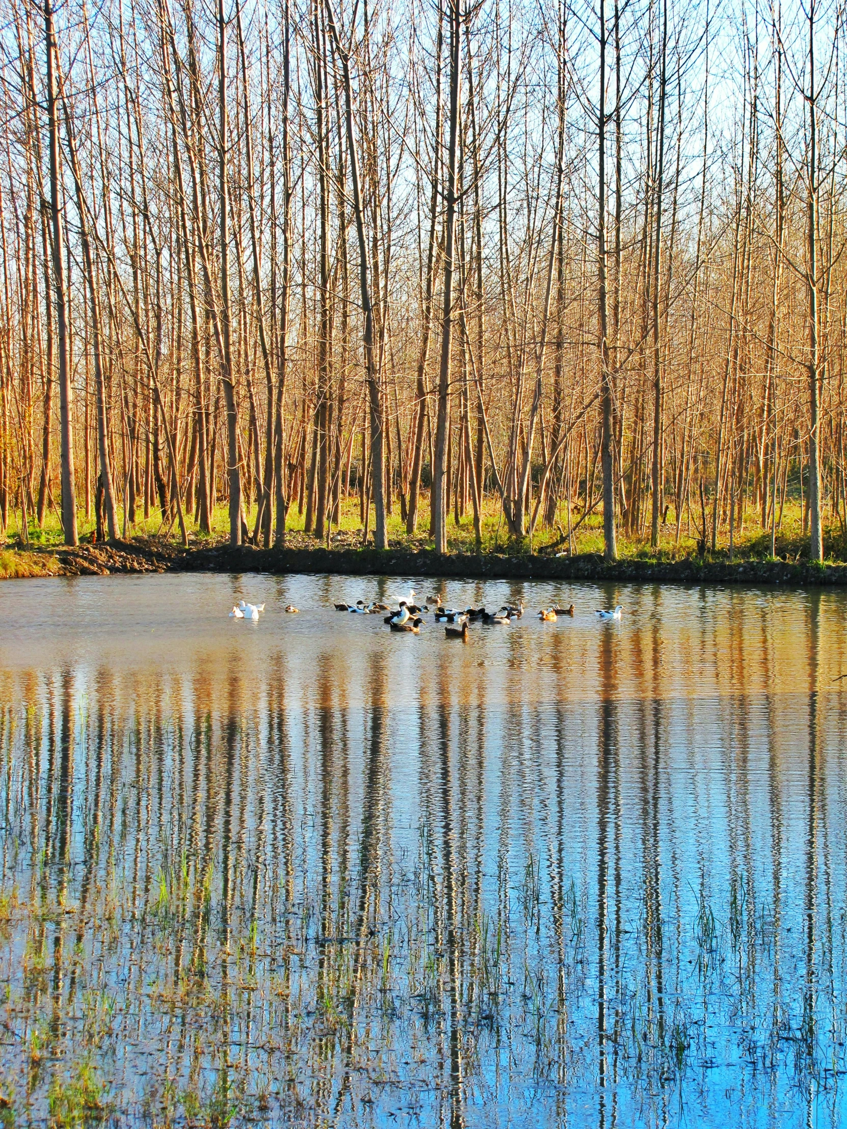 water, trees and birds are all reflected in the water