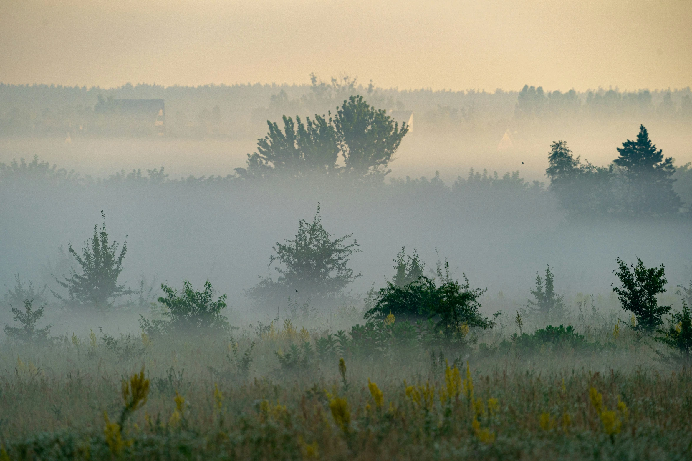 a hazy day over a fog covered forest