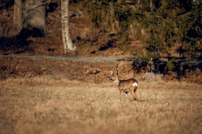 the deer stands alone in an open field