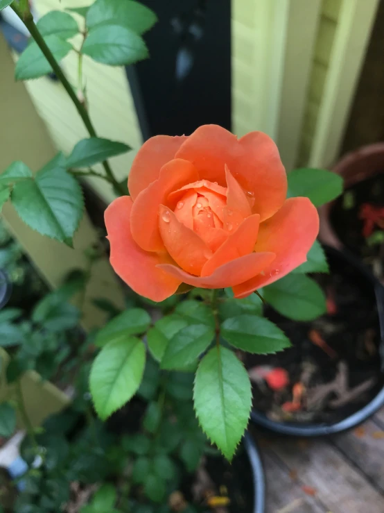 an orange flower is sitting in a black planter