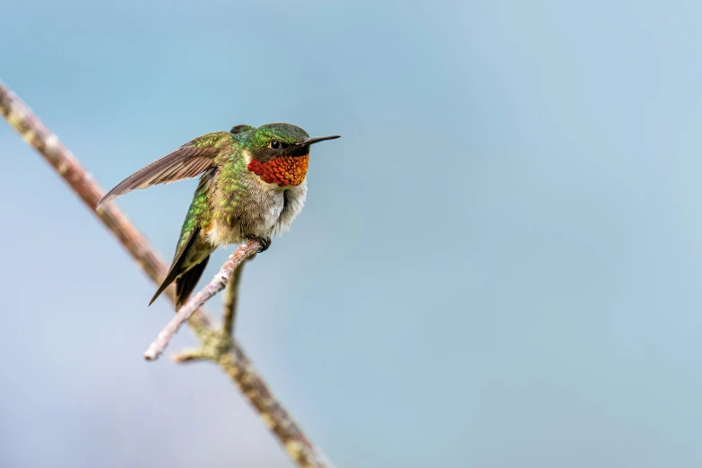 a bird that is perched on a nch