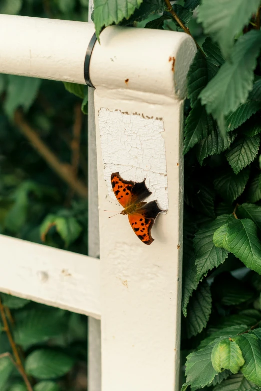 two moths on a white fence beside the leaves