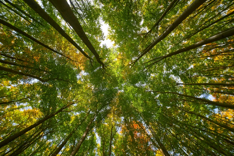 an upward view looking up into trees