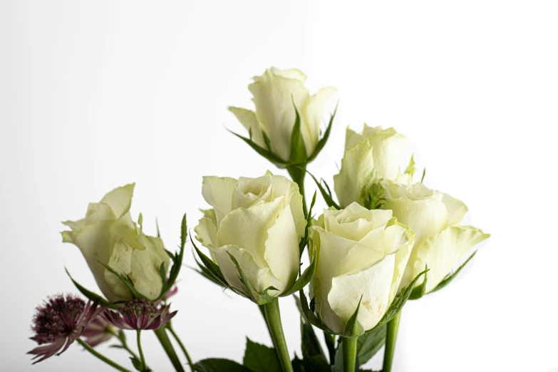 three different white roses sitting in a vase