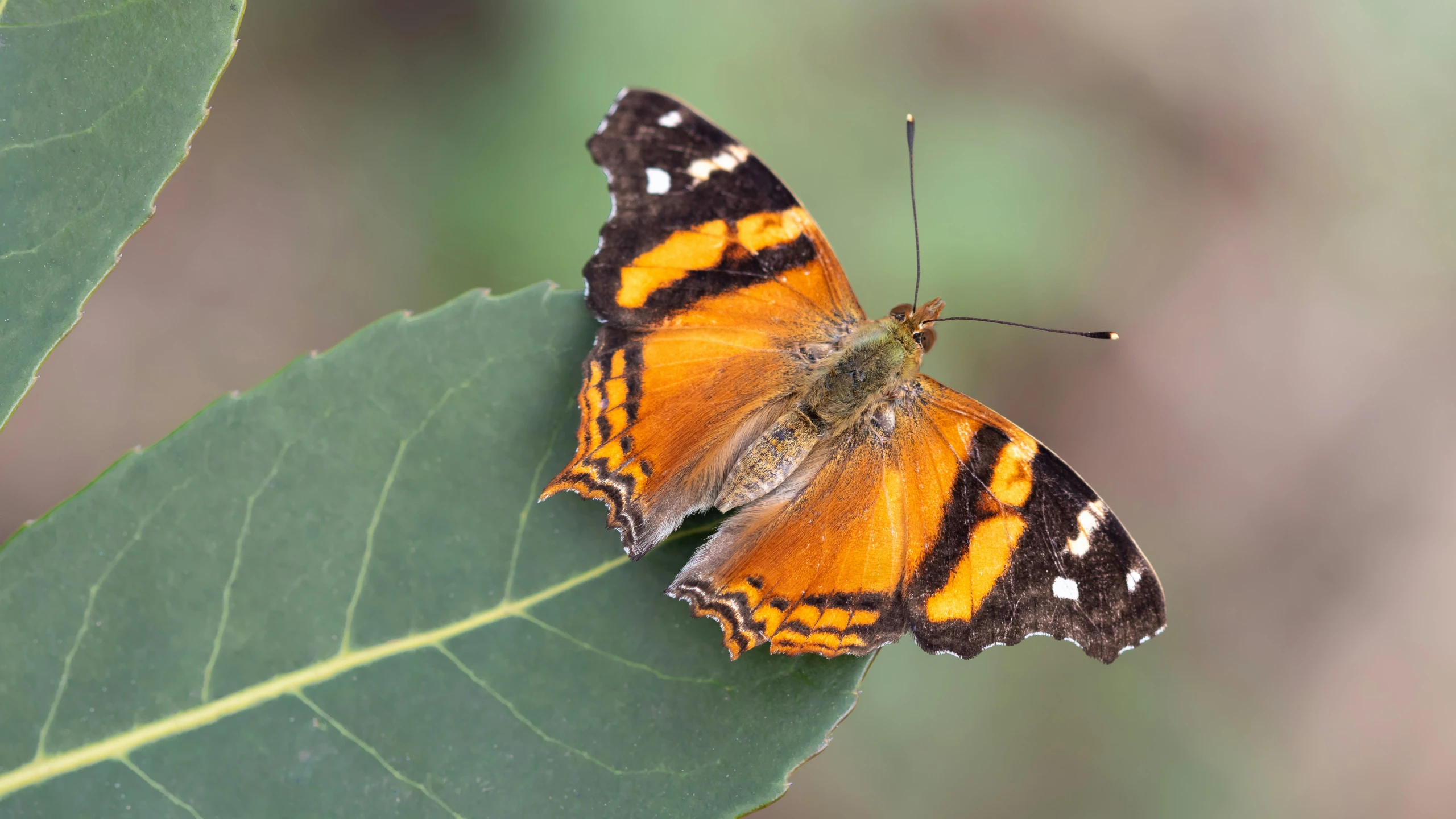 the orange and black erfly is sitting on the green leaf