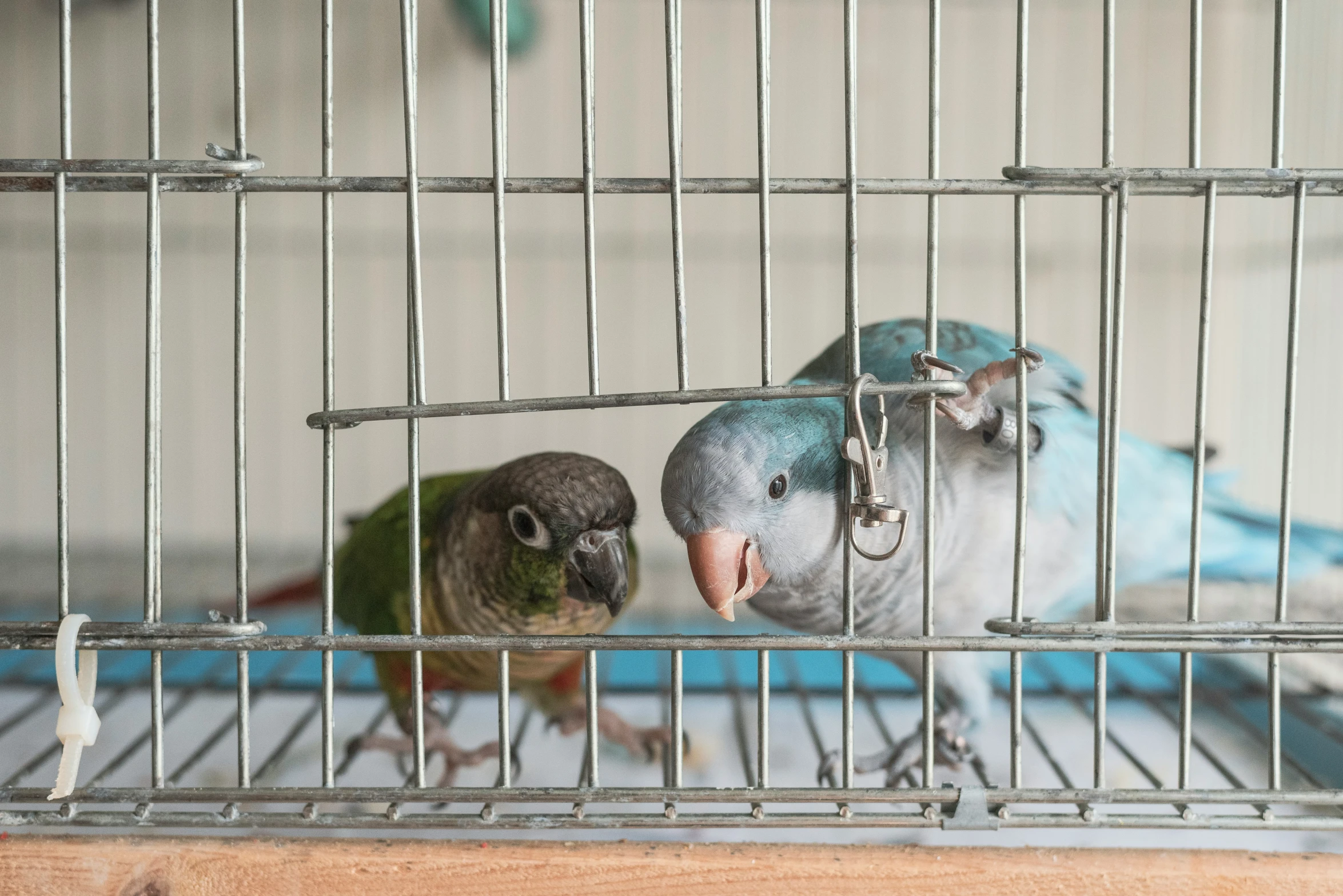 two birds in their cage with one being grey