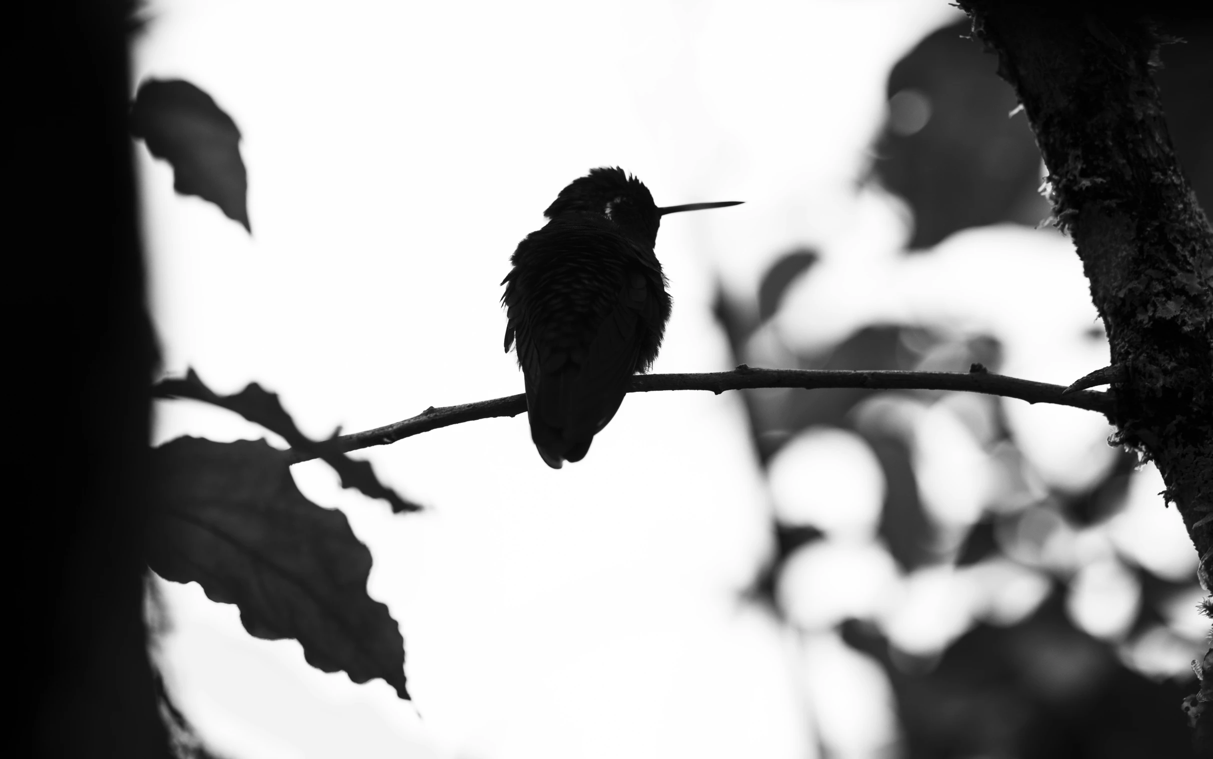 a bird sitting on top of a nch in a tree