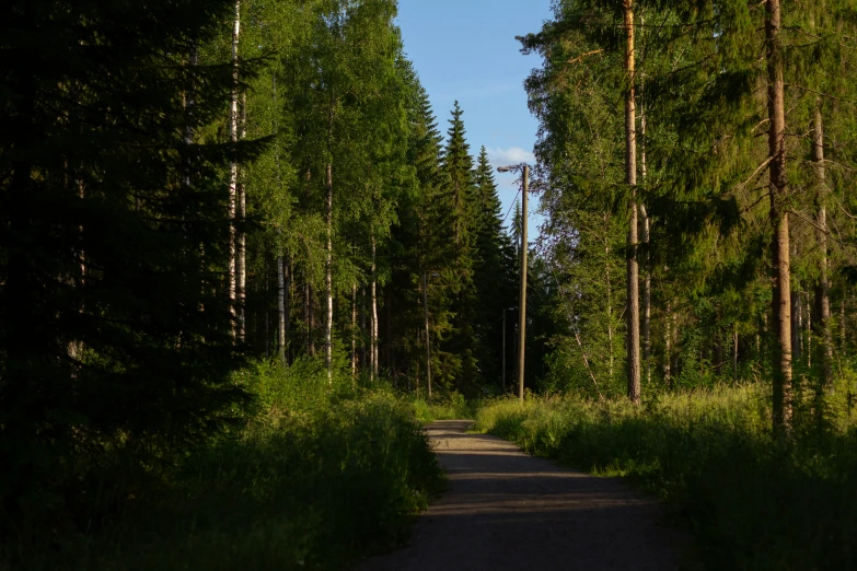 an image of the road in the woods