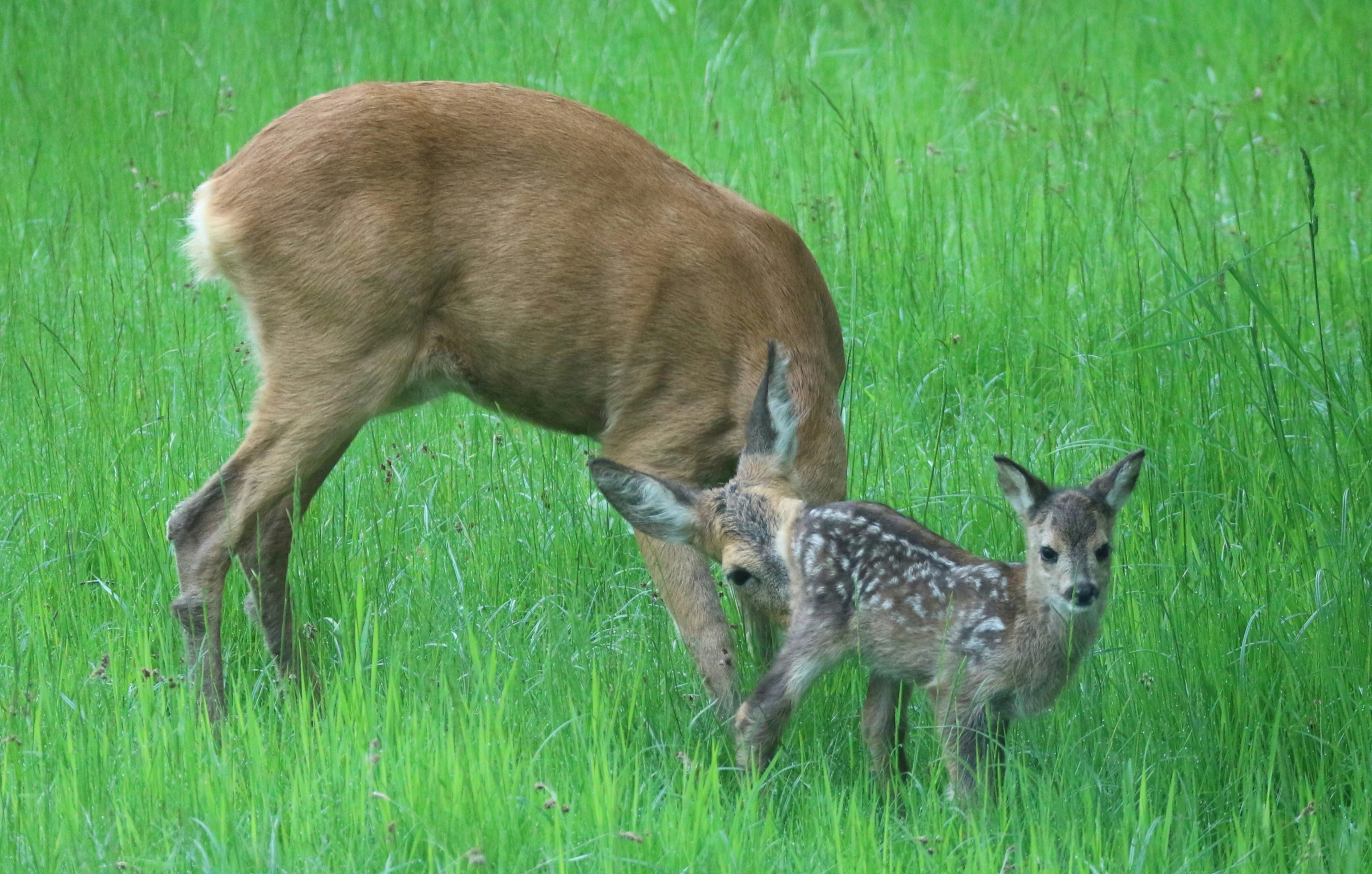 the mother deer is feeding her young in a field