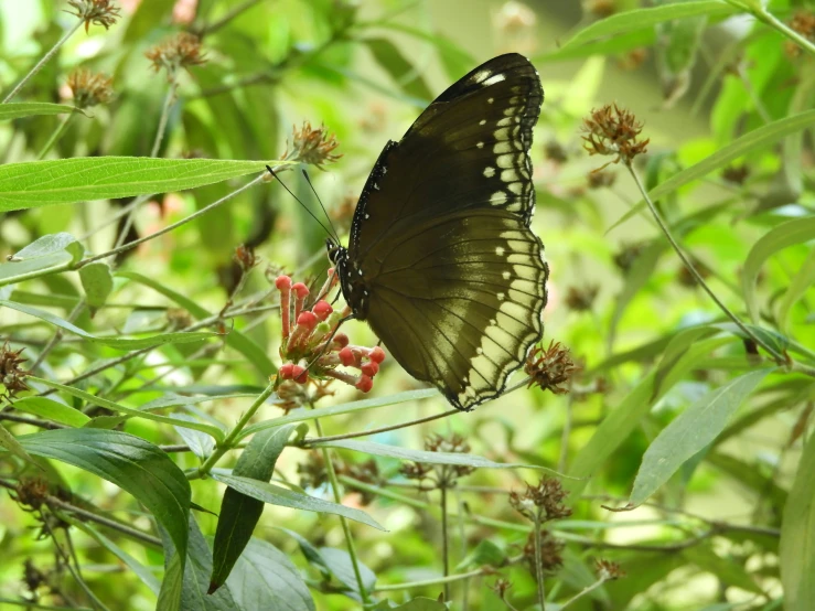 a large black and brown erfly perched on top of a plant