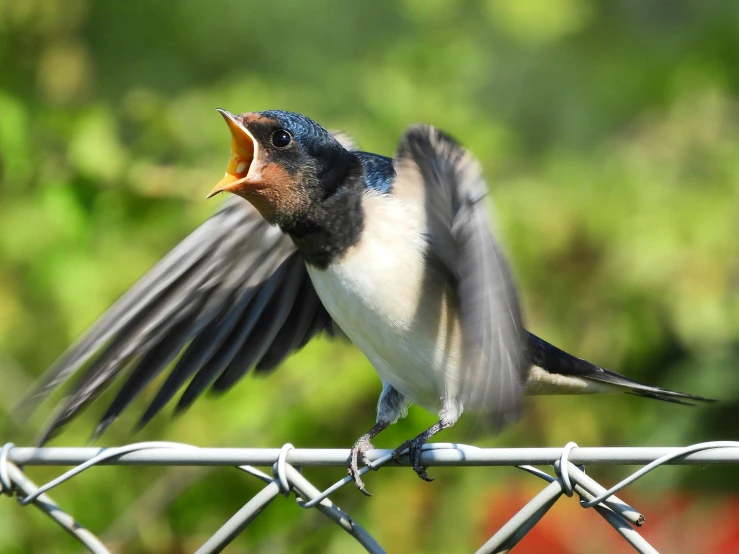 a bird sitting on top of a barbwire fence