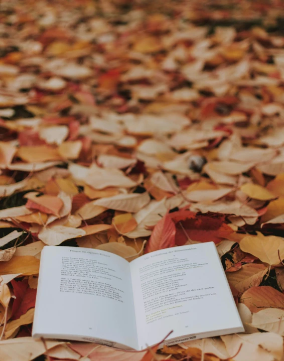 open book with words on an autumn leaves background