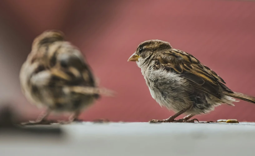 two birds standing side by side in a room