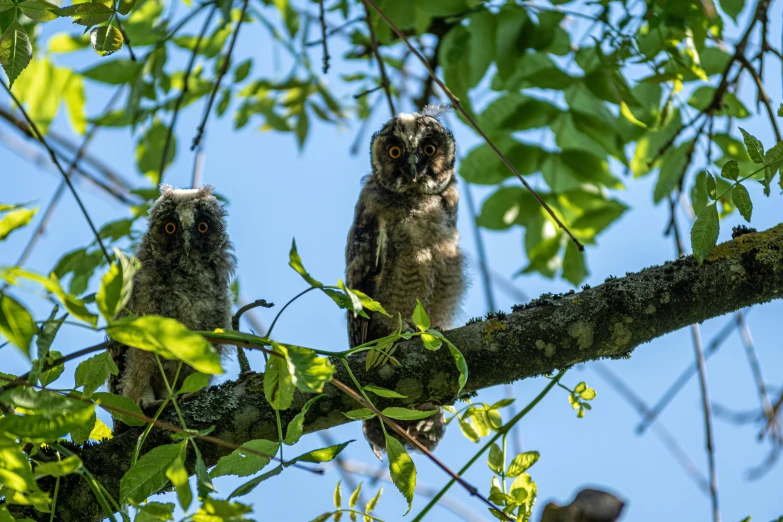 two little owls sitting on top of a tree nch