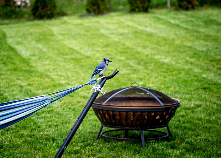 a bird on a blue rope around a ball and grill