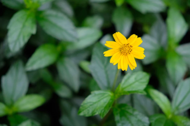 yellow flower with green leaves in the background