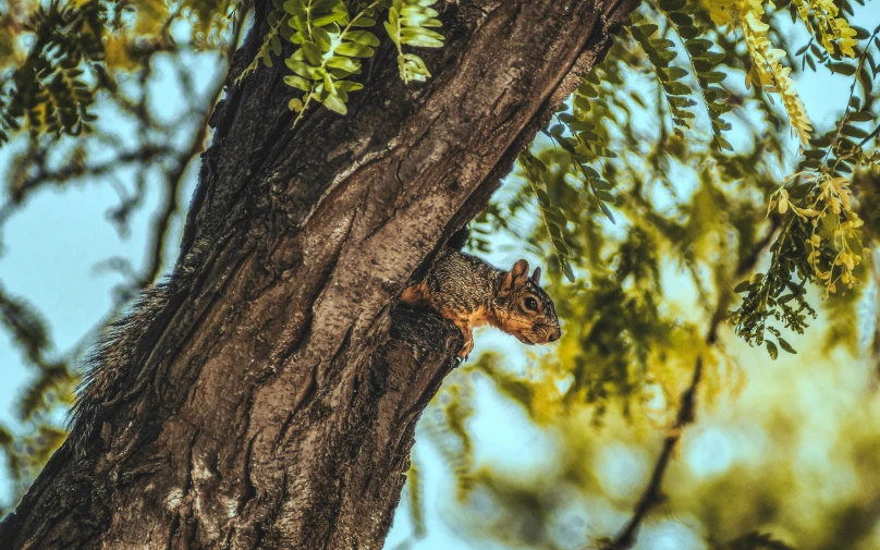 a giraffe sitting on top of a tree nch